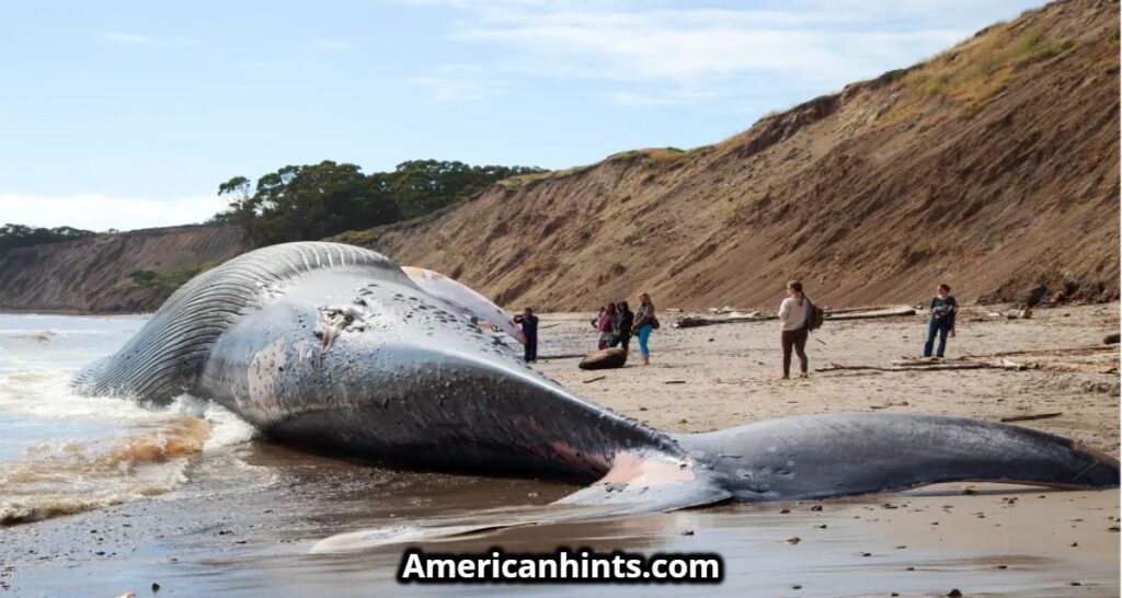 Blue Whale Bitten in Half